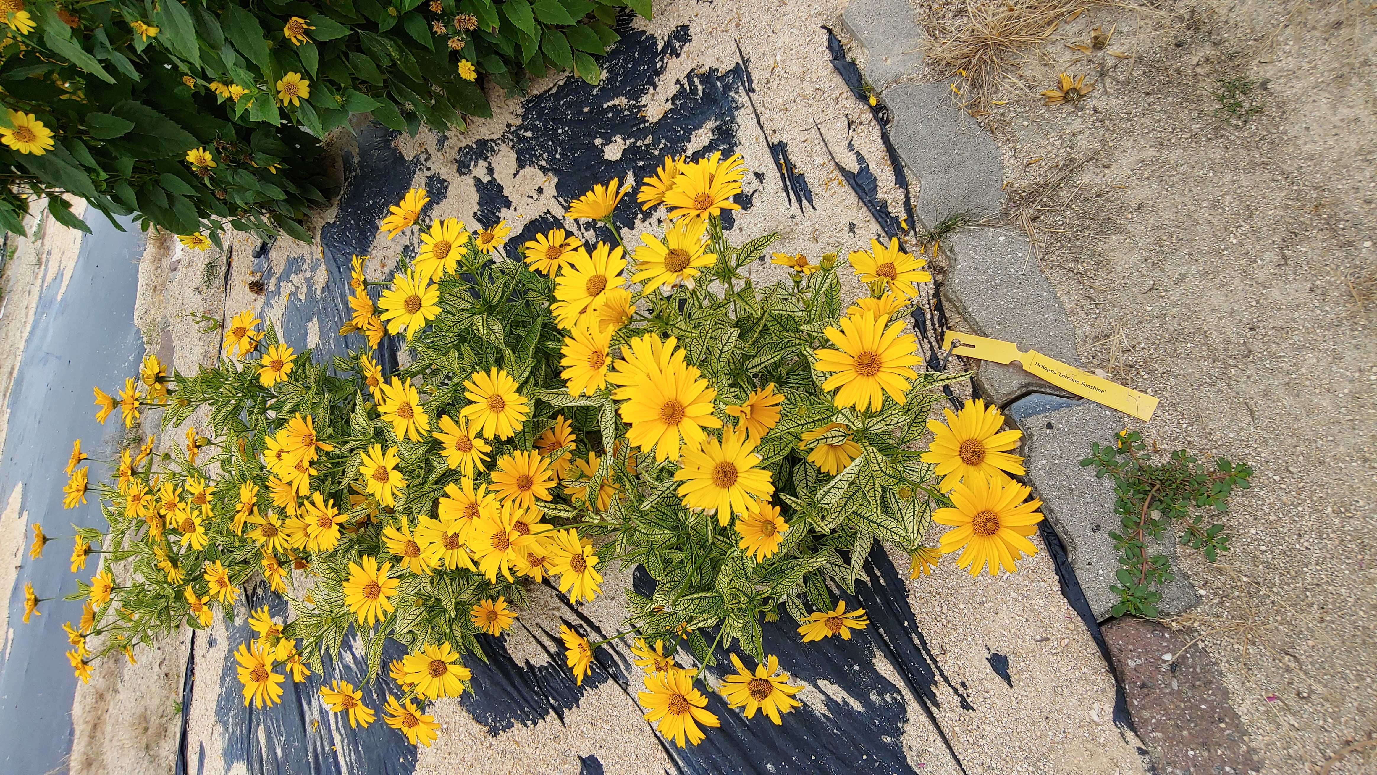 Heliopsis helianthoides 'Loraine Sunshine'